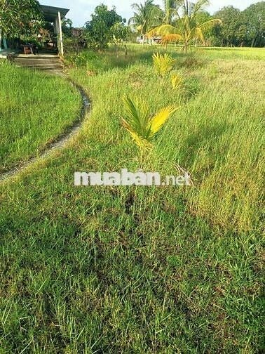 Ra Gấp Đất Thổ Cư 100% 1.304m2 shr tại Hiệp Hòa Tây Ninh