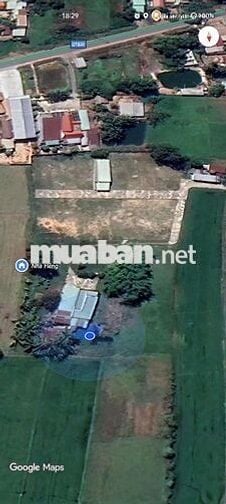 Ra Gấp Đất Thổ Cư 100% 1.304m2 shr tại Hiệp Hòa Tây Ninh