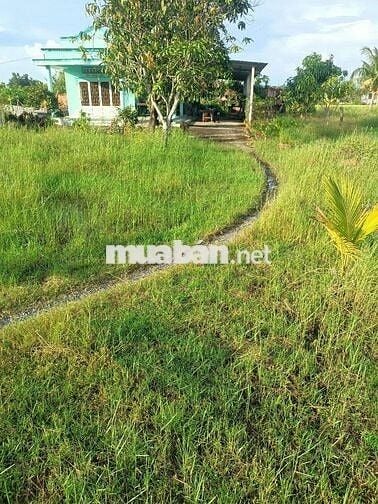 Ra Gấp Đất Thổ Cư 100% 1.304m2 shr tại Hiệp Hòa Tây Ninh