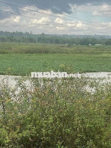 Cần bán đất thôn 8 cưêbur có 2 sổ có tổng 4000m2 giáp hồ 201