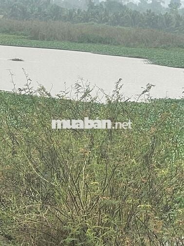 Cần bán đất thôn 8 cưêbur có 2 sổ có tổng 4000m2 giáp hồ 201