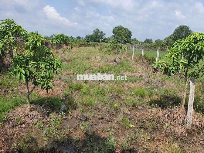 Sổ đỏ chính chủ, bán gấp đất vườn