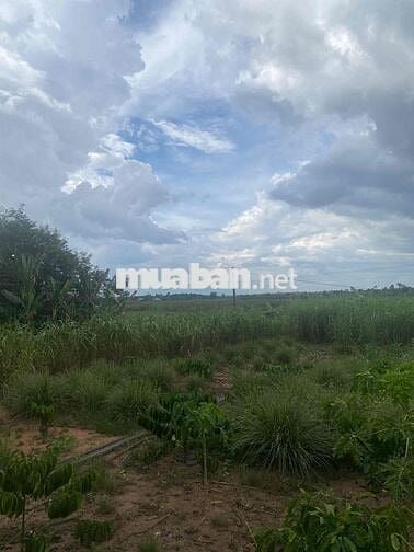 Cần bán đất thôn 8 cưêbur có 2 sổ có tổng 4000m2 giáp hồ 201