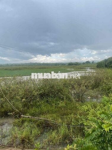 Cần bán đất thôn 8 cưêbur có 2 sổ có tổng 4000m2 giáp hồ 201