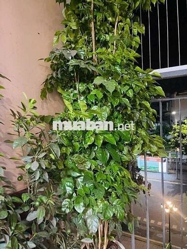 Bán căn hộ tòa Vinhomes Smart City Nam Từ Liêm DT: 63m; Tầng trung;