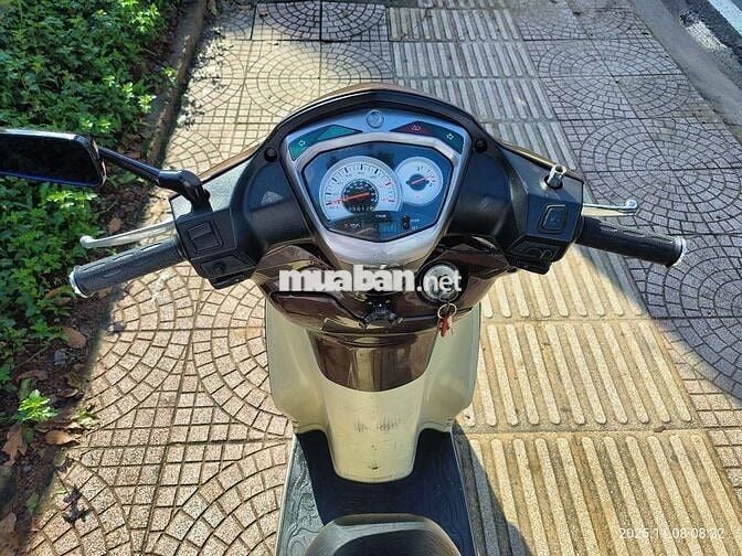 Bán xe shark biển đẹp phong thủy