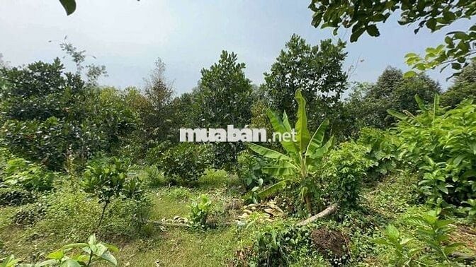 Bán nhà và vườn cây ăn trái  giá rẻ