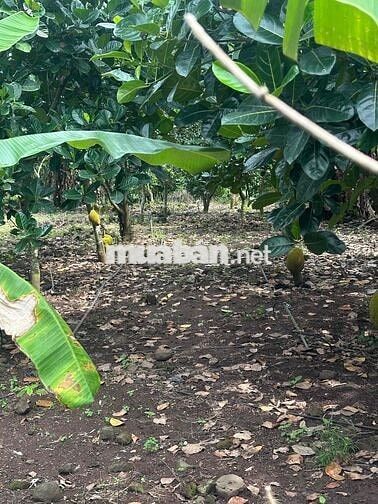 Bán vườn trái cây hàng gòn long khánh cách sân bay long thành 20 phút