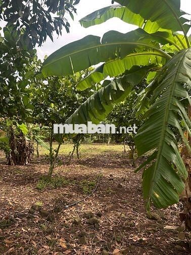 Bán vườn trái cây hàng gòn long khánh cách sân bay long thành 20 phút