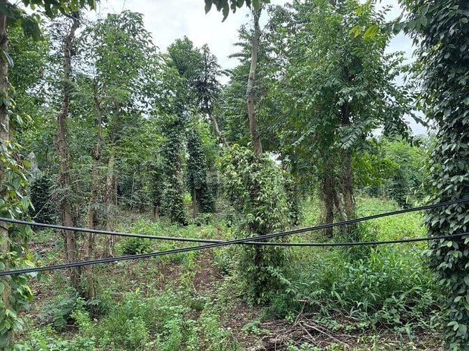 Công ty Đấu giá hợp danh Lam Sơn Sài Gòn THÔNG BÁO ĐẤU GIÁ TÀI SẢN