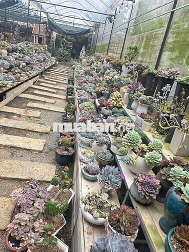 Cần sang quán cà phê tâm huyết (link googlemap dưới mô tả cho anh em)