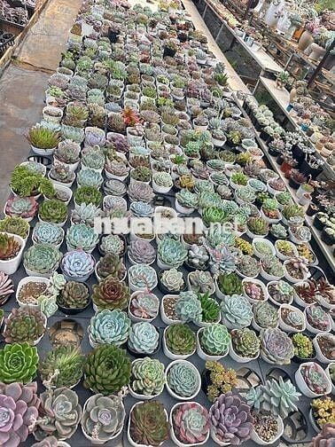 Cần sang quán cà phê tâm huyết (link googlemap dưới mô tả cho anh em)