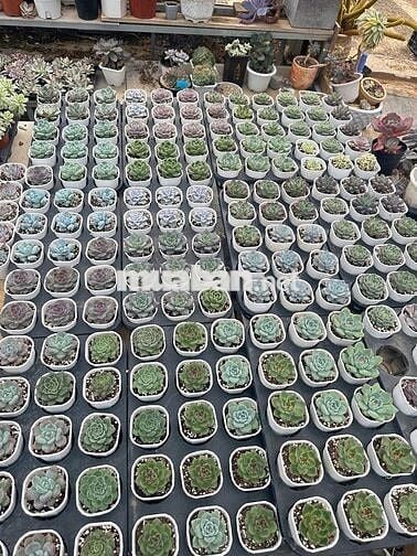 Cần sang quán cà phê tâm huyết (link googlemap dưới mô tả cho anh em)