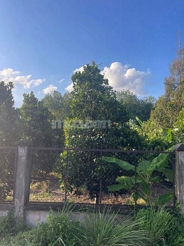 Cần bán 1 sào đất vườn trên đất đang có vườn mít