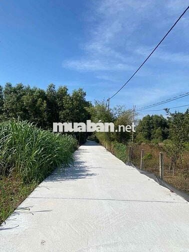 25x44 Tổng 1100m Có Sẵn 240 Thổ Cư Long Mỹ Phước Hải