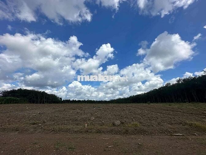 Hơn 3000m2 đất vườn tại Đồng Phú Bình Phước cạnh DT741 giá chỉ 500tr