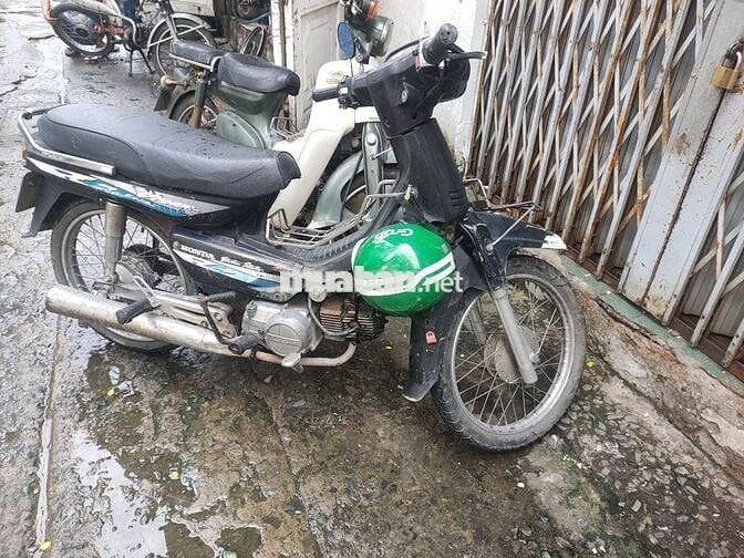 Bán driem lùn nhật