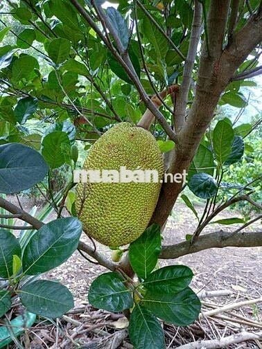 BÁN ĐẤT 300 TRIỆU/SÀO THƯƠNG LƯỢNG