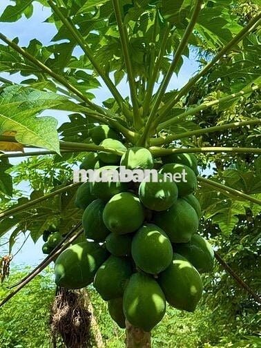 BÁN ĐẤT 300 TRIỆU/SÀO THƯƠNG LƯỢNG