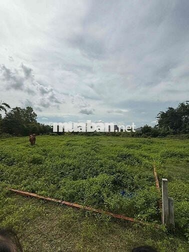 Đất gần Chợ Lộc Hưng 506m2 thổ cư đường ôtô 795tr sổ hồng