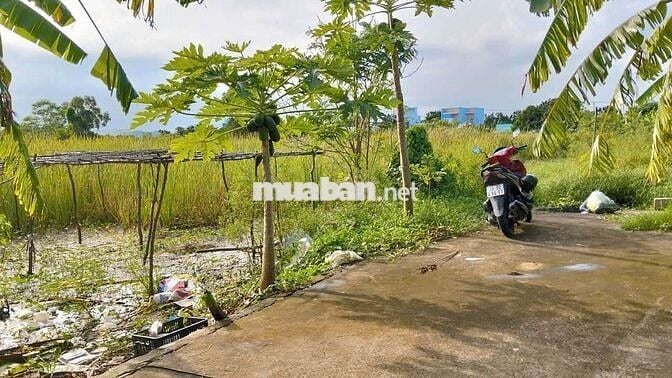 Cần Bán Gấp Lô Đất 5481m2 Ở Đường Lương Văn Nho, Trung Tâm H. Cần Giờ.