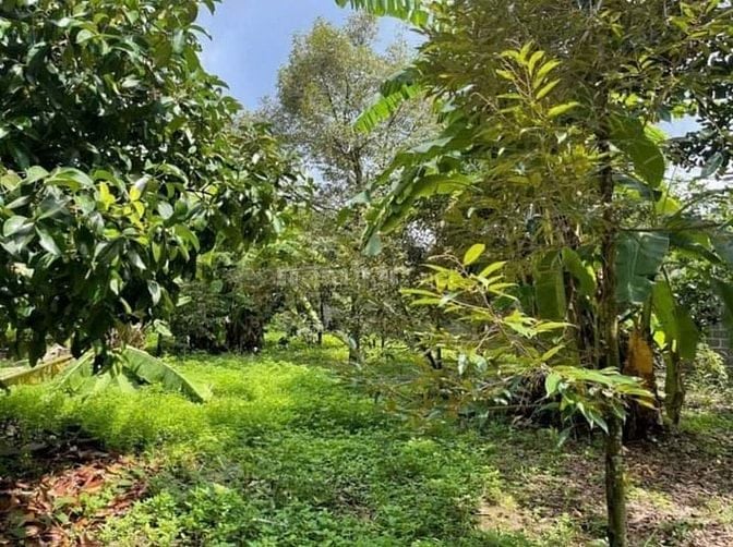 Lô đất vàng gần Sân bay Long Thành – Pháp lý chuẩn, giá chỉ 490 triệu