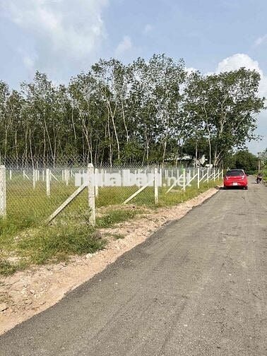 Đất Đường Nhựa Cây Da gần KCN Hiệp Thạnh Gò Dầu Tây Ninh