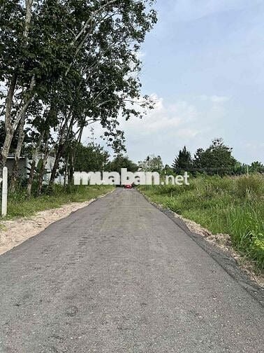 Đất Đường Nhựa Cây Da gần KCN Hiệp Thạnh Gò Dầu Tây Ninh