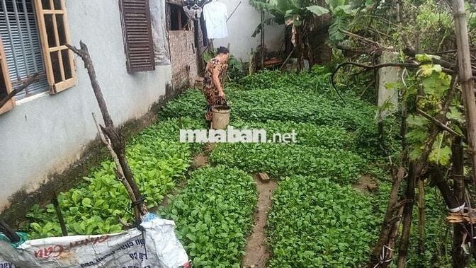 Bán nhà - Đại Mạch - Đông Anh - 45m- nhỉnh 3 tỷ