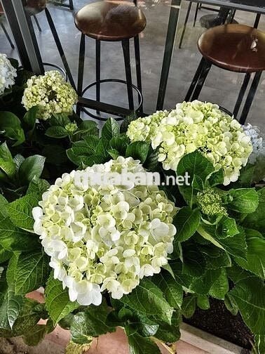 Tôi chính chủ cần bán lô đất full thổ cư xã An Nhơn Tây