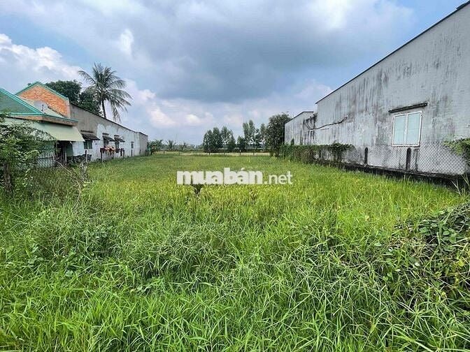 BÁN ĐẤT VƯỜN 1/ CÂY TRÔM MỸ KHÁNH - CHỈ 3TR/M2 - SHR