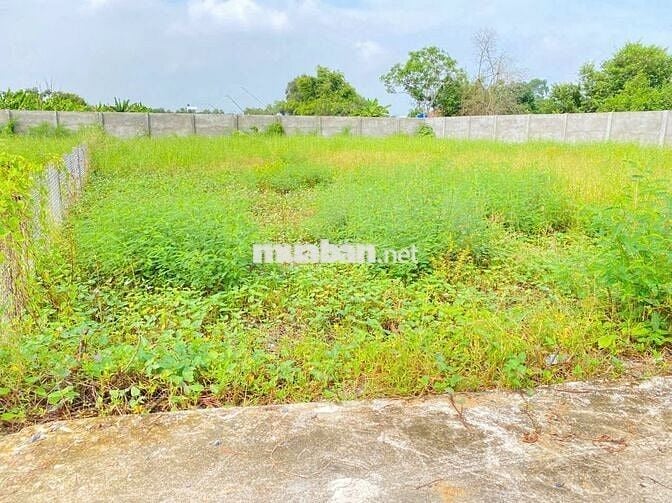 501m2 Đất vườn đường xe hơi cần bán gấp