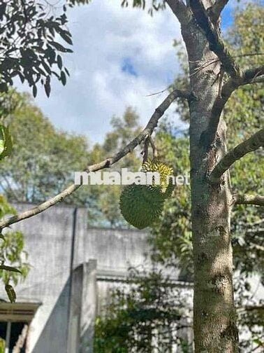 MỚI SĂN ĐƯỢC SỔ ĐẤT MỚI - Giá rẻ - Chủ kẹt tiền nên bán