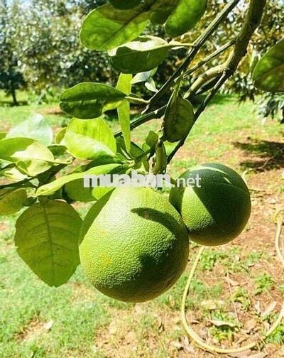 MỚI SĂN ĐƯỢC SỔ ĐẤT MỚI - Giá rẻ - Chủ kẹt tiền nên bán