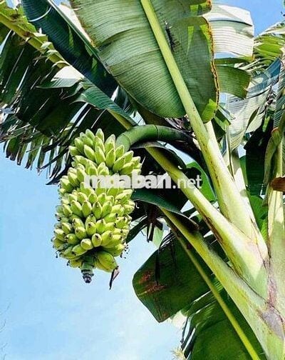 MỚI SĂN ĐƯỢC SỔ ĐẤT MỚI - Giá rẻ - Chủ kẹt tiền nên bán