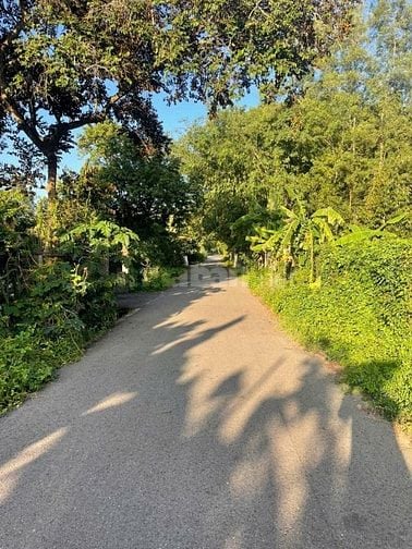 Cần bán 1 sào đất vườn trên đất đang có vườn mít