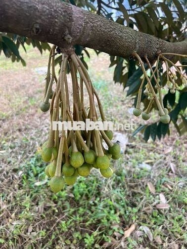 Chủ kẹt tiền gửi em bán gấp vườn sầu riêng siêu phẩm hơn 7200m2