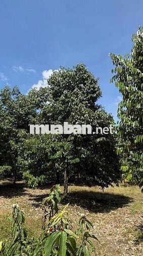 Chủ kẹt tiền gửi em bán gấp vườn sầu riêng siêu phẩm hơn 7200m2