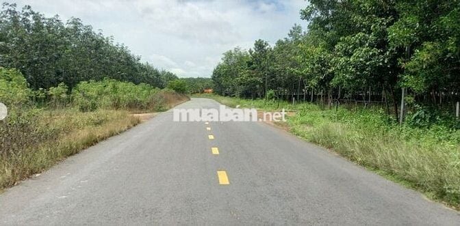 Bán Đất Ở Mặt Tiền Đường DH 519