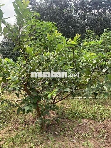 Cần sang lại giá rẻ căn nhà vườn hơn 500m2 để sang Mỹ định cư