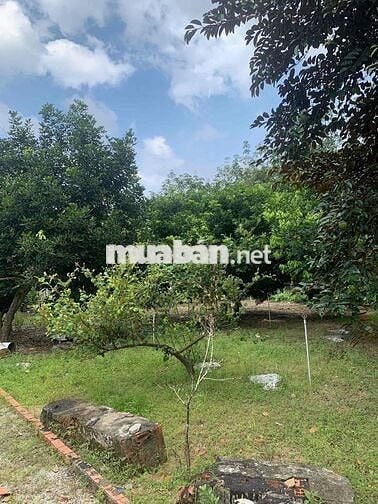 Cần sang lại giá rẻ căn nhà vườn hơn 500m2 để sang Mỹ định cư