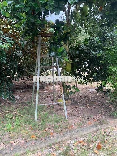 Cần sang lại giá rẻ căn nhà vườn hơn 500m2 để sang Mỹ định cư