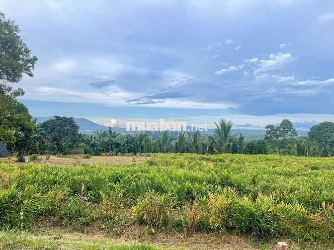 Đất ngay chợ Lộc Đức 225m2 (5mx41m) sẵn 100m thổ cư đất bằng view đẹp