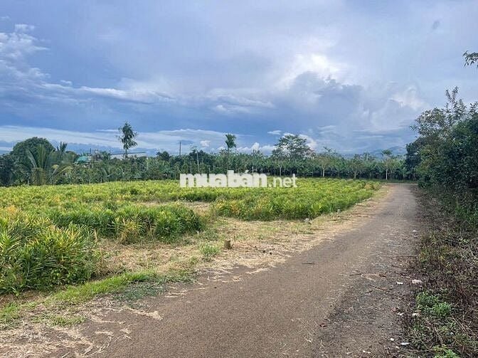 Đất ngay chợ Lộc Đức 225m2 (5mx41m) sẵn 100m thổ cư đất bằng view đẹp