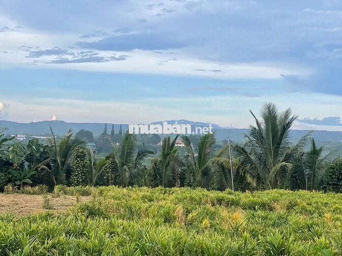 Đất ngay chợ Lộc Đức 225m2 (5mx41m) sẵn 100m thổ cư đất bằng view đẹp