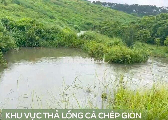 ĐẤT VƯỜN ĐẸP VIEW ĐỒI THÔNG, GIÁP SUỐI SIÊU ĐẸP