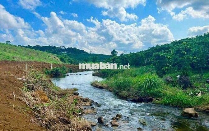 ĐẤT VƯỜN ĐẸP VIEW ĐỒI THÔNG, GIÁP SUỐI SIÊU ĐẸP