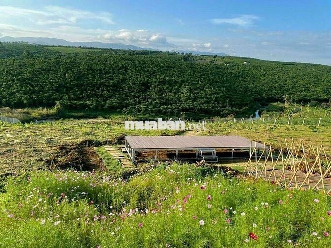 ĐẤT VƯỜN ĐẸP VIEW ĐỒI THÔNG, GIÁP SUỐI SIÊU ĐẸP