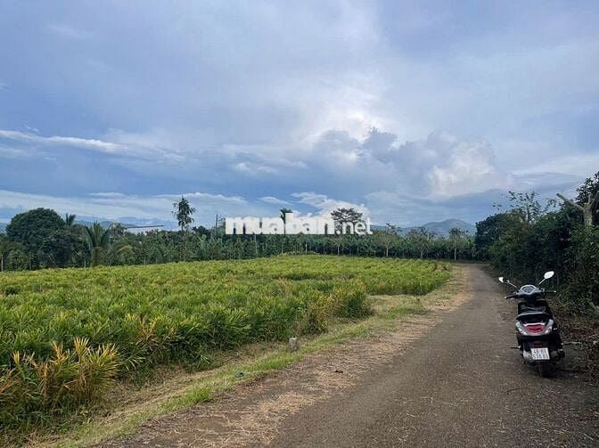 Đất ngay chợ Lộc Đức 225m2 (5mx41m) sẵn 100m thổ cư đất bằng view đẹp