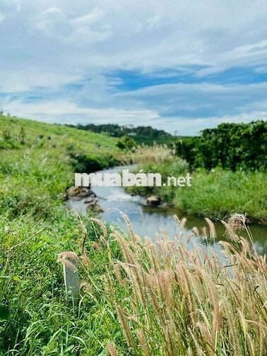 ĐẤT VƯỜN ĐẸP VIEW ĐỒI THÔNG, GIÁP SUỐI SIÊU ĐẸP